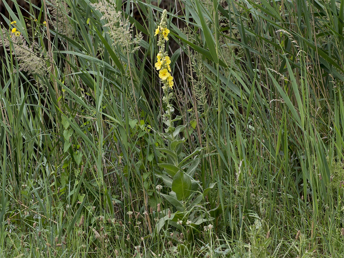 Verbascum phlomoides